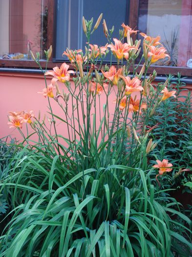 culori in iunie (12)