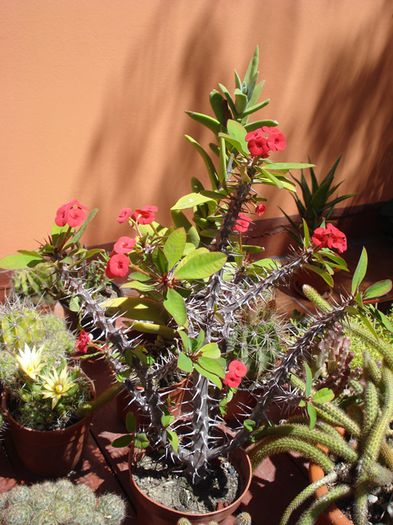 culori in iunie (15)