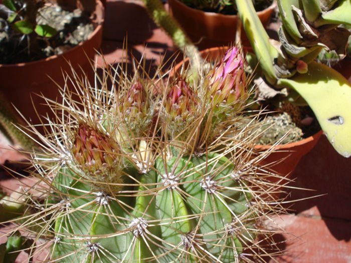 culori in iunie (17)