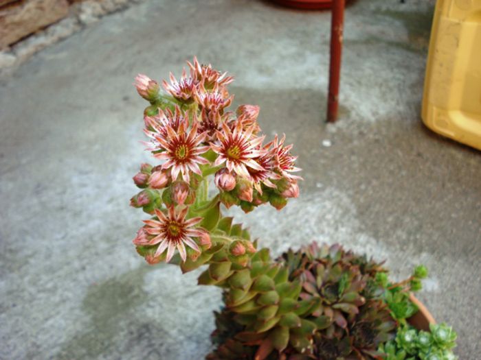 culori in iunie (19)