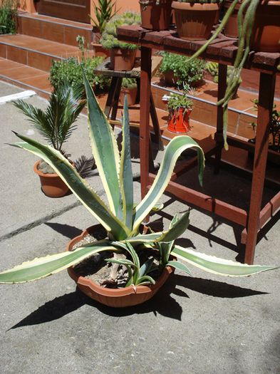 culori in iunie (20)