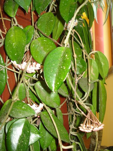 culoril de iunie in interior (2) - b 2015 - in interior