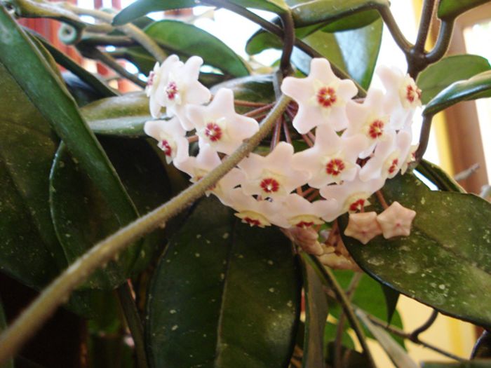 culoril de iunie in interior (4) - b 2015 - in interior