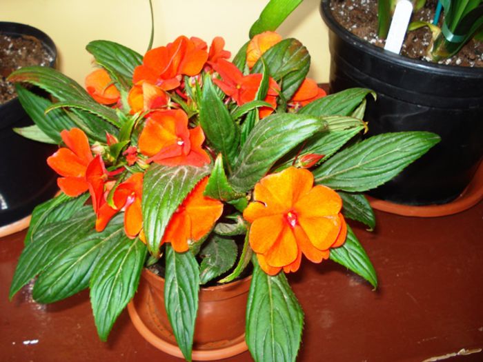 culoril de iunie in interior (6) - b 2015 - in interior