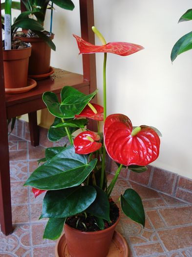 culoril de iunie in interior (7) - b 2015 - in interior