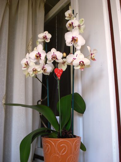 culoril de iunie in interior (8) - b 2015 - in interior