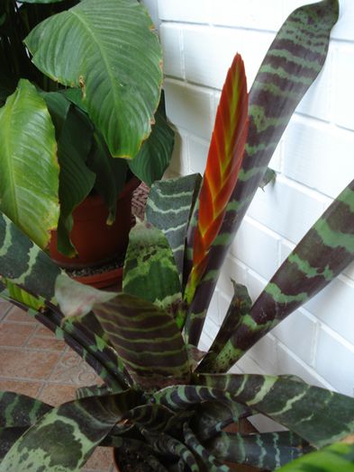 culoril de iunie in interior (14) - b 2015 - in interior