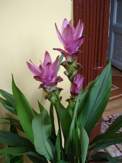 culoril de iunie in interior (15)