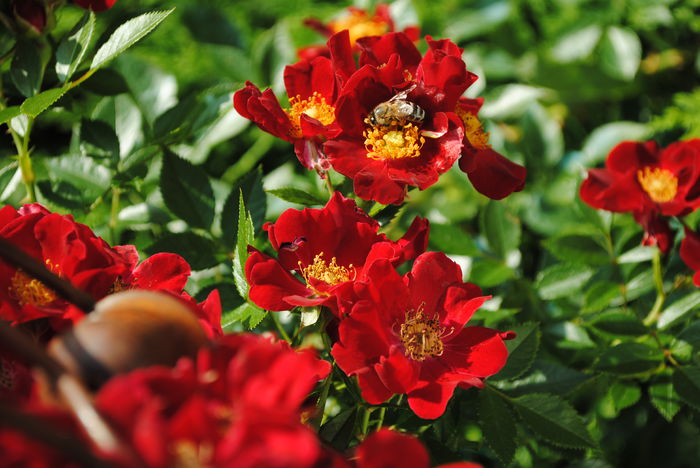 Bienenweide Rot - 2015 trandafiri -II