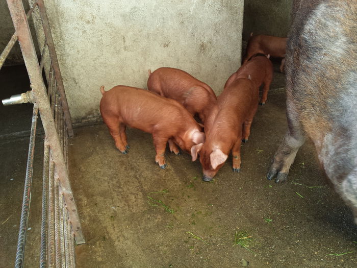 Duroc cu Pedigree - Purcei Duroc 4 sapt rasa pura