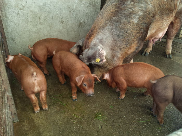 20150622_194946 - Purcei Duroc 4 sapt rasa pura