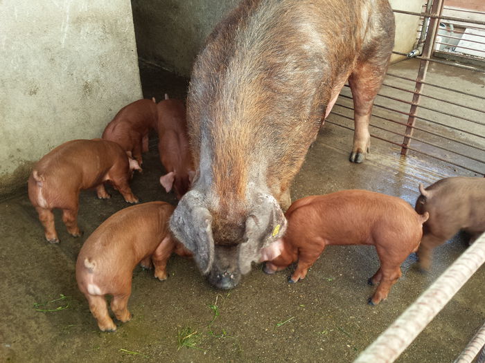 20150622_194919 - Purcei Duroc 4 sapt rasa pura