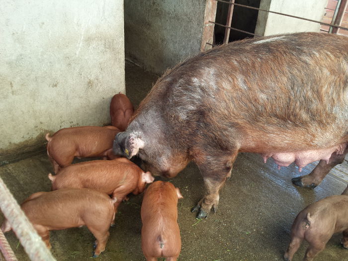 20150622_194859 - Purcei Duroc 4 sapt rasa pura