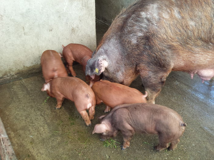 20150622_194840 - Purcei Duroc 4 sapt rasa pura