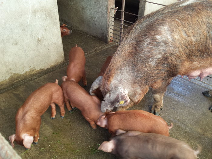 20150622_194820 - Purcei Duroc 4 sapt rasa pura