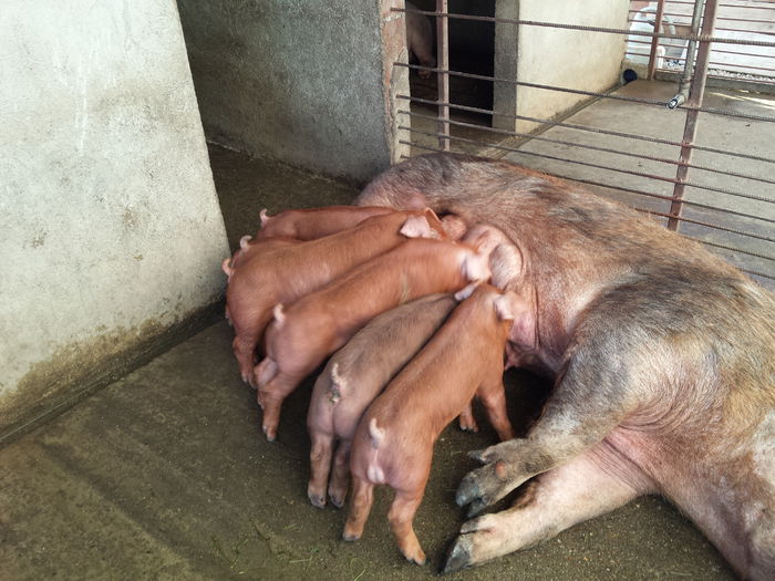 20150622_200555 - Purcei Duroc 4 sapt rasa pura