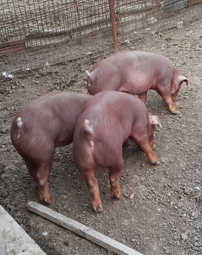 Scrifite din tura anterioara