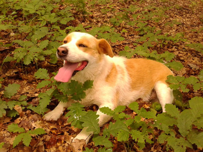 Fotografie0013 - AAAAAAAAA_OSMAN_IN MEMORIAM