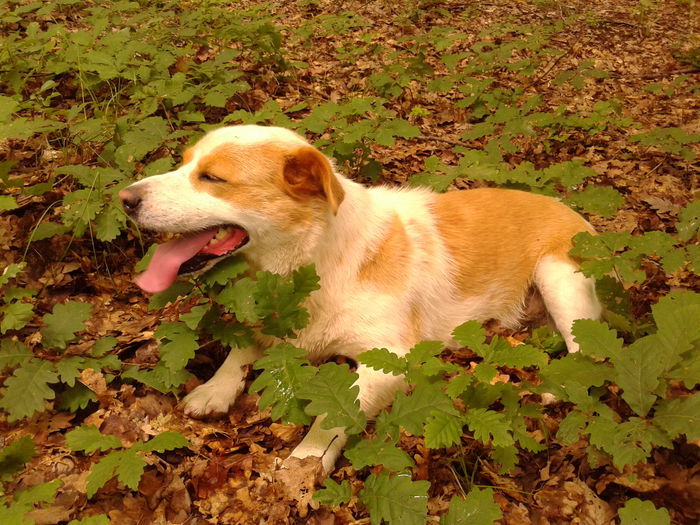 Fotografie0015 - AAAAAAAAA_OSMAN_IN MEMORIAM