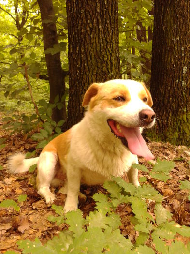 Fotografie0008 - AAAAAAAAA_OSMAN_IN MEMORIAM