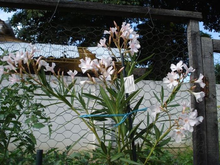 culorile lunii iunie (10)