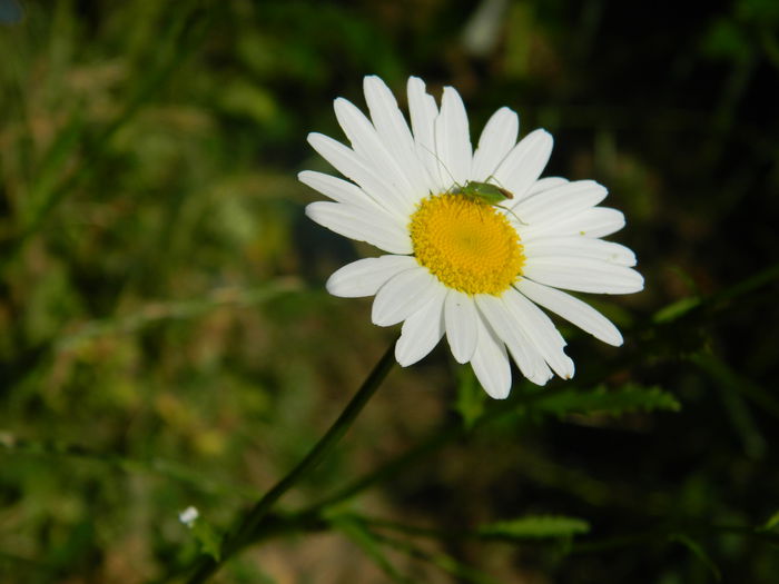 DSCN9962 - 2015_HERCULANE_2