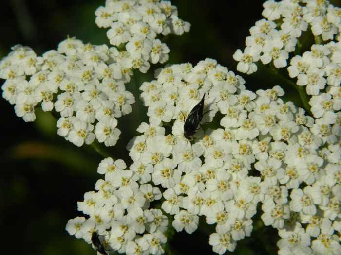 DSCN9971 - 2015_HERCULANE_2