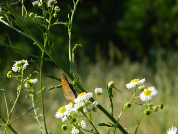 DSCN9978 - 2015_HERCULANE_2