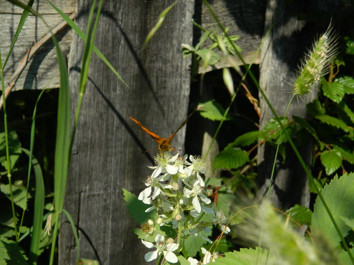 DSCN9983 - 2015_HERCULANE_2