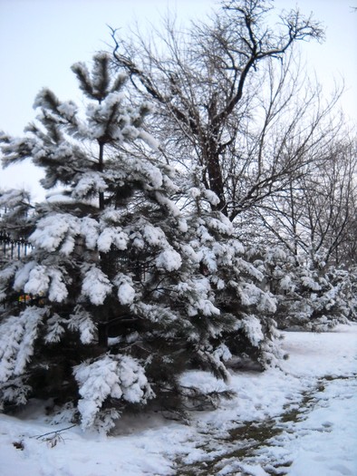 Picture 016 - iarna