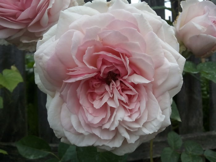 Alexandra Princess de Luxembourg