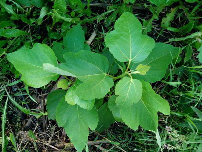 smochin Adam - Smochini - Ficus carica