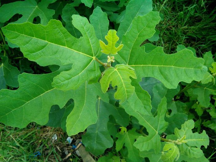 smochin Black Cartagena - Smochini - Ficus carica