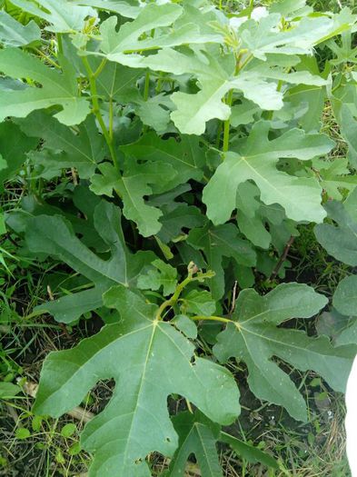 smochin Sucrette - Smochini - Ficus carica