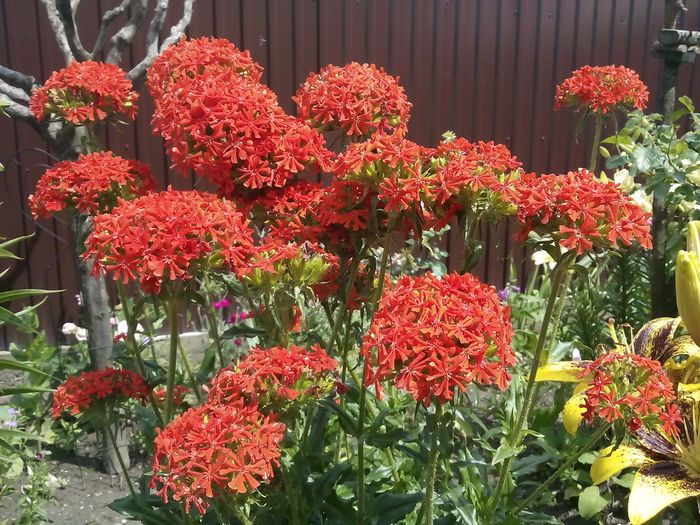  - 2015 Flori in  gradina