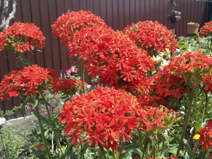 LYCHNIS CHALCEDONICA - 2015 Flori in  gradina