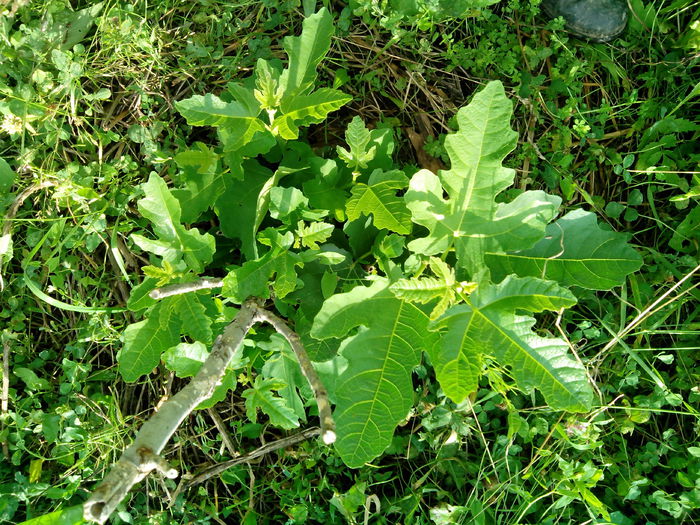 smochin Dottato - Smochini - Ficus carica