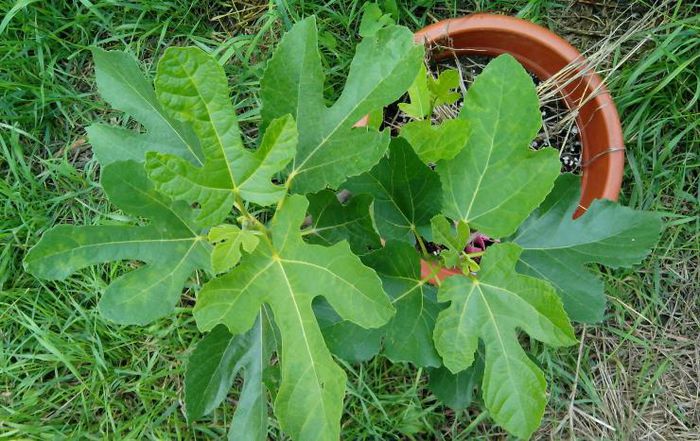 smochin Michurinsk 10 - Smochini - Ficus carica