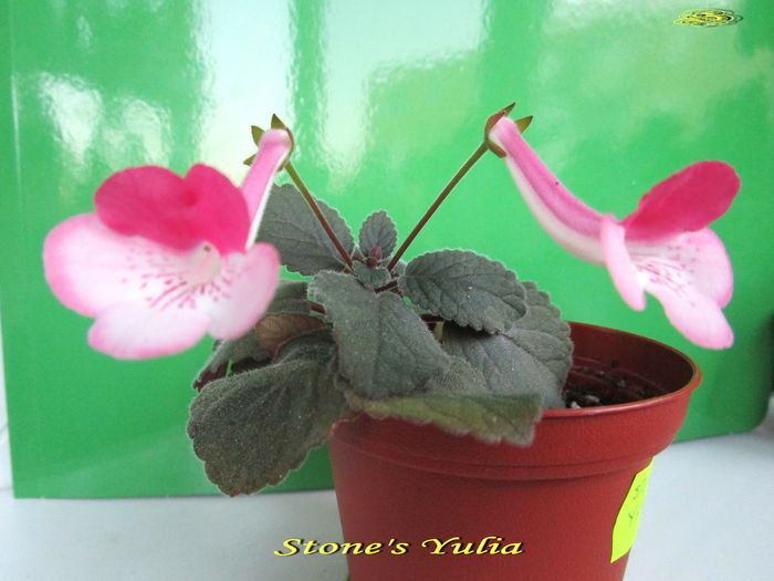 Stone s Yulia