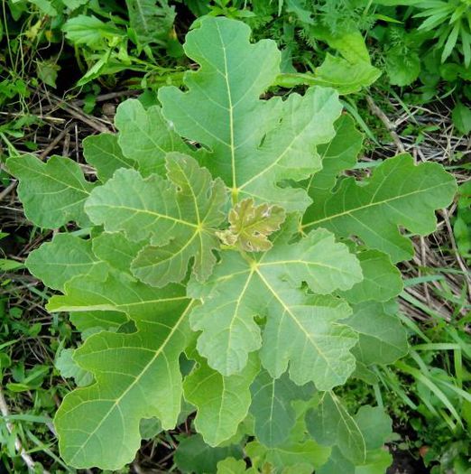 smochin White Marseilles - Smochini - Ficus carica