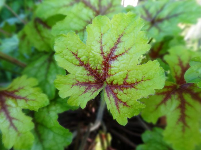 Heucherella Alabama Sunrise - Frunze decorative