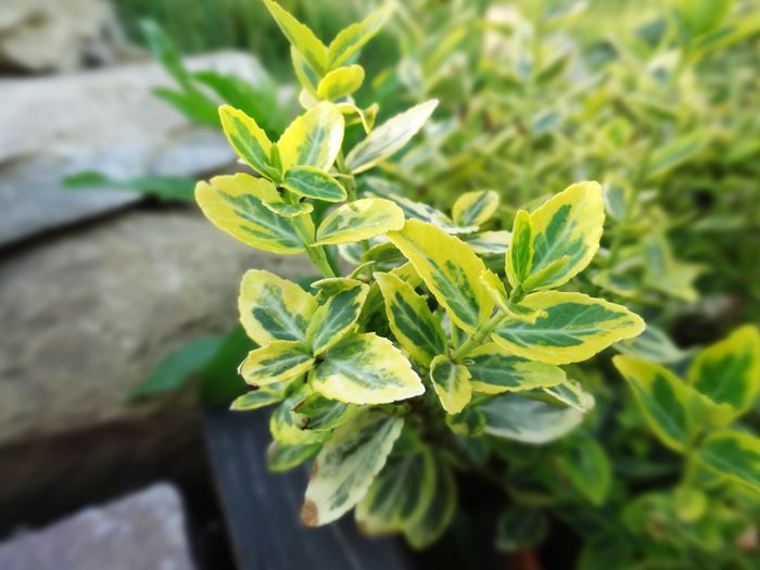 Euonymus Emerald Gold
