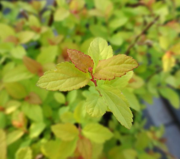 Spiraea japonica 'Golden Princess'