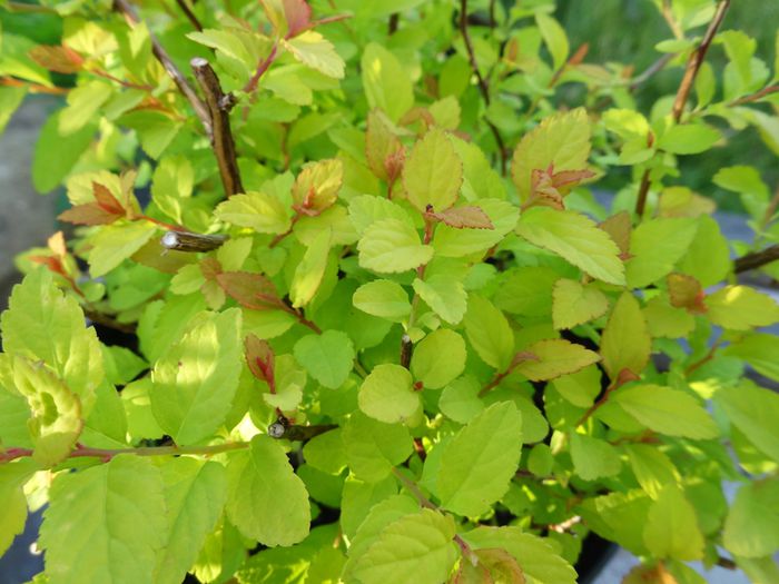 Spiraea japonica 'Golden Princess'