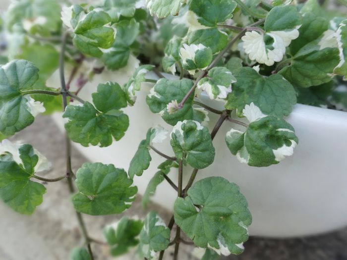 Gleuchoma hederacea variegata