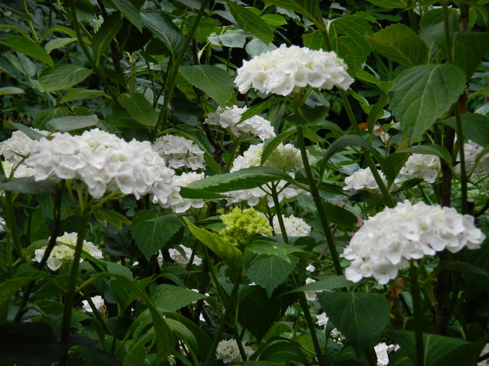 DSCN1204
