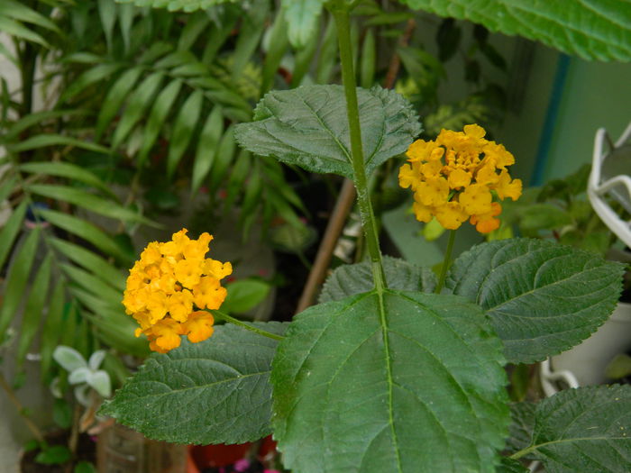 DSCN1236