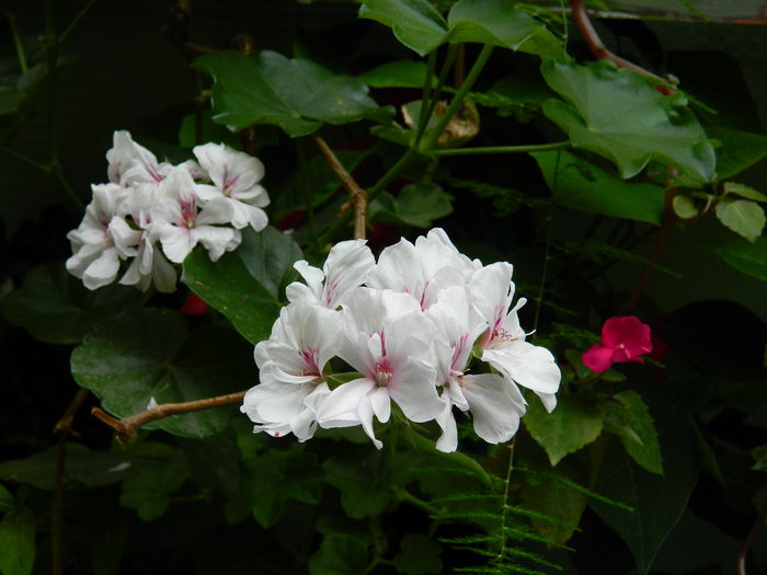 DSCN1243