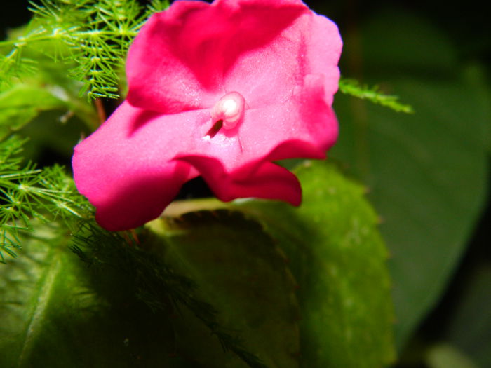 DSCN1244