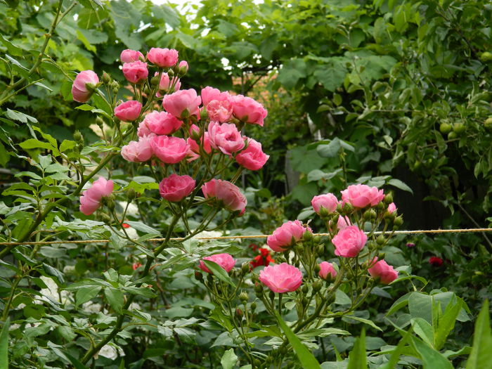 DSCN1267